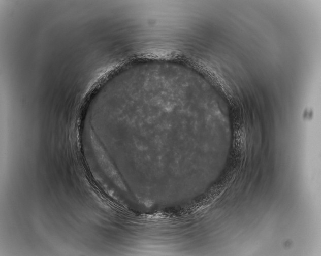 X0000099310688200805231403