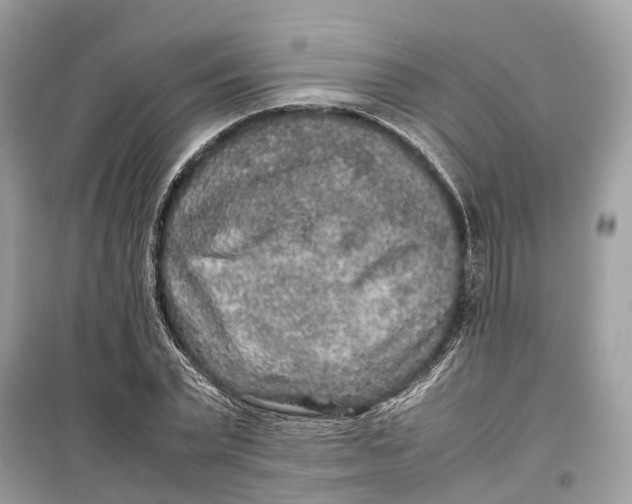 X0000099310783200805231402