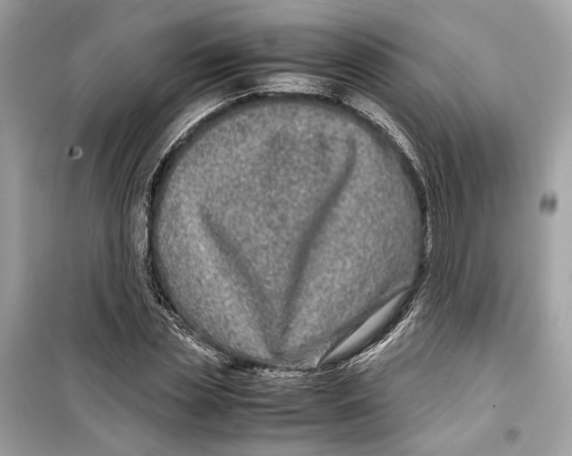 X0000099310829200805231401