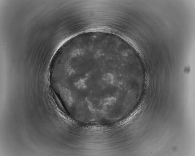 X0000099310830200805231401