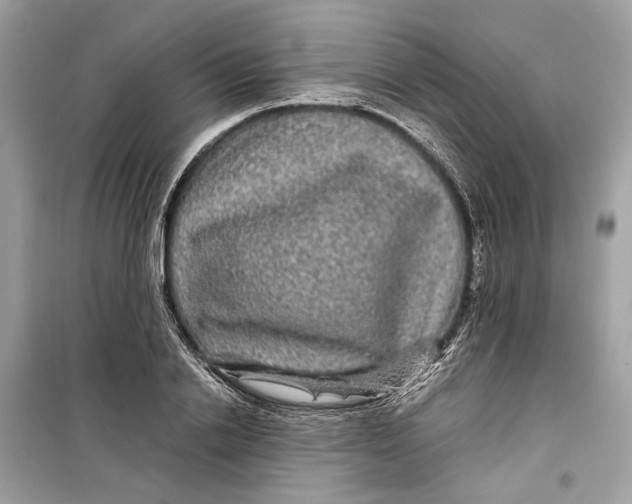 X0000099310838200805231401