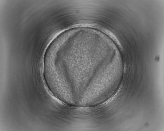 X0000099310844200805231401