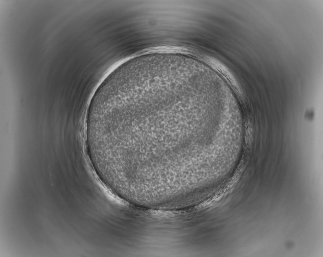 X0000099310852200805231402