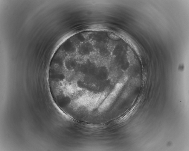 X0000099310855200805231402