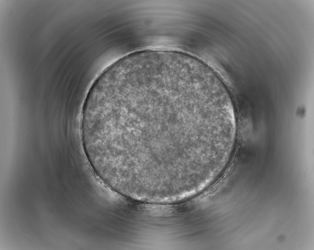 X0000099310856200805231402