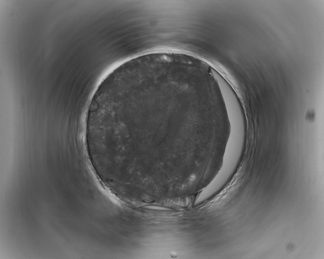 X0000099310862200805231402