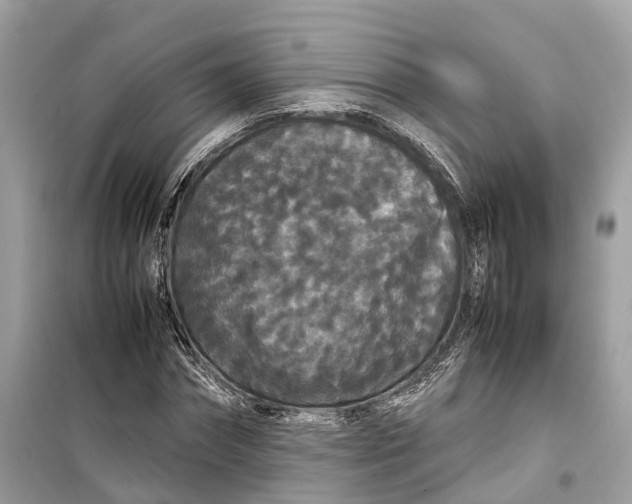 X0000099310874200805231401