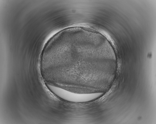 X0000099310952200805231400