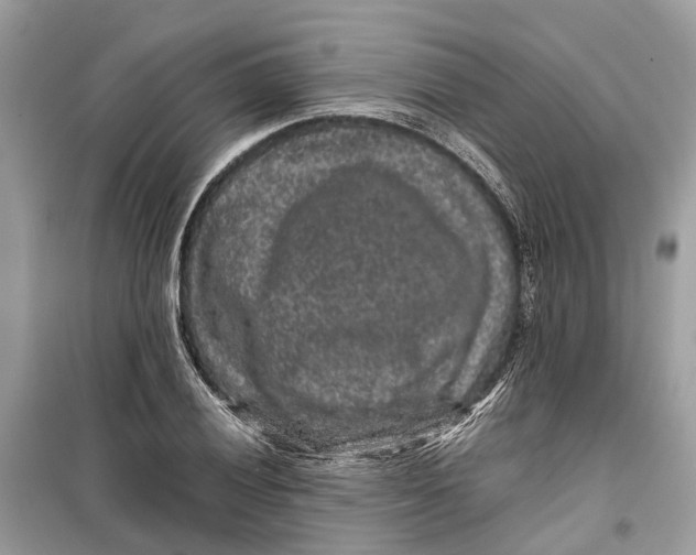 X0000099311028200805231358