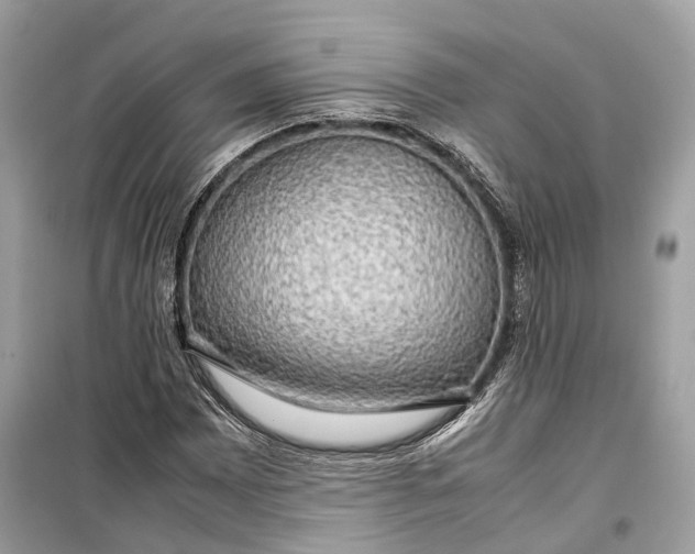 X0000099311065200805231358