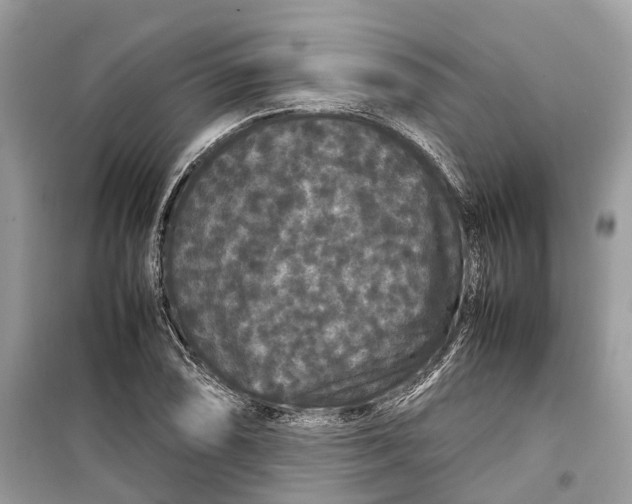 X0000099311074200805231358