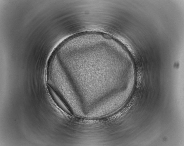 X0000099311076200805231358