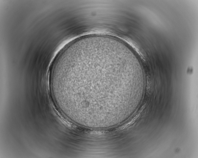 X0000099311078200805231358