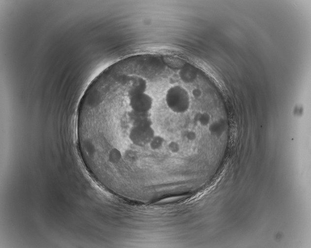 X0000099311079200805231358