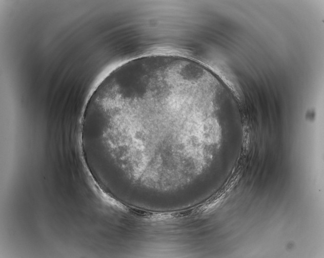 X0000099311094200805231358