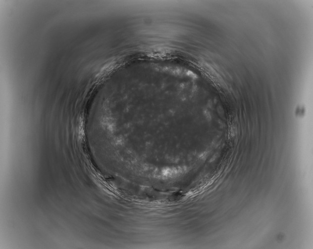 X0000099311106200805231357