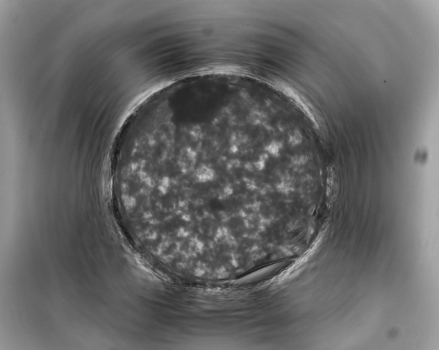 X0000099311117200805231357