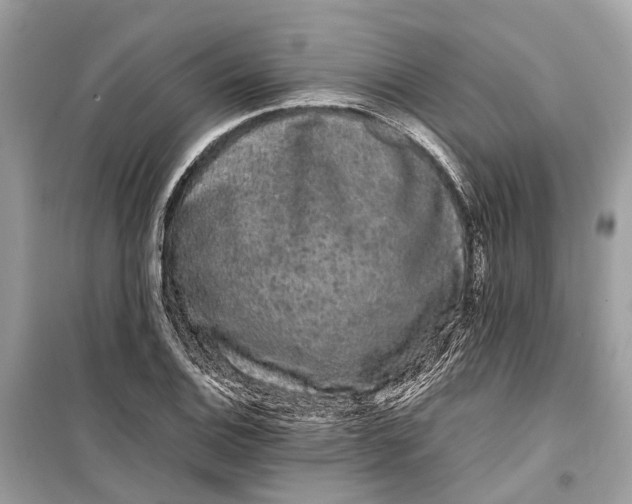 X0000099311124200805231357