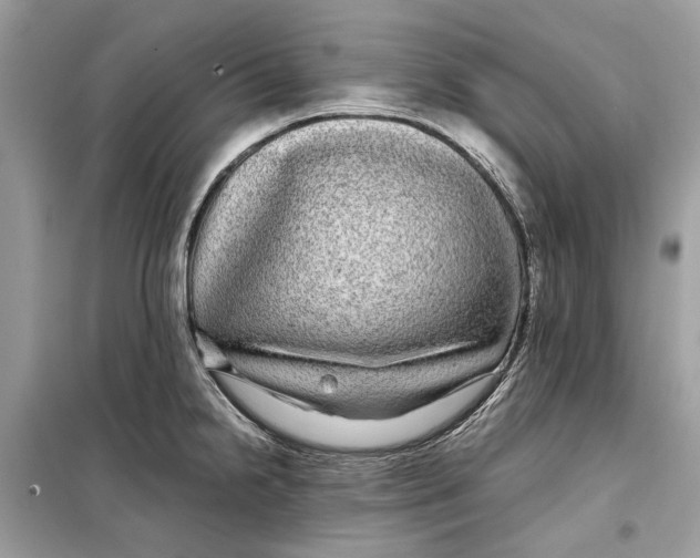 X0000099311238200805231356