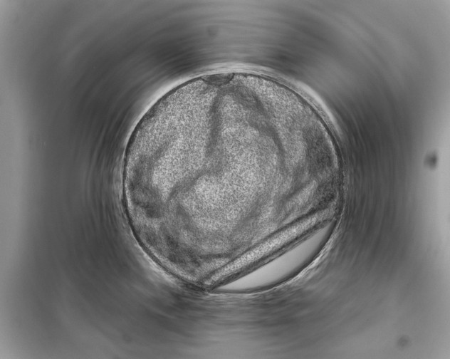 X0000099311244200805231356