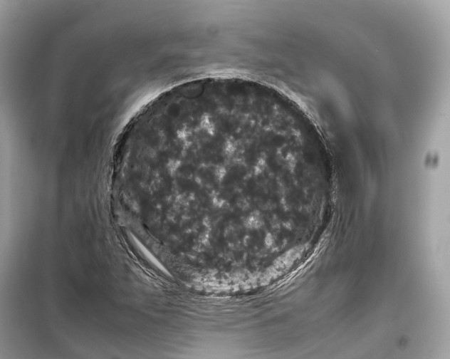 X0000099311263200805231355