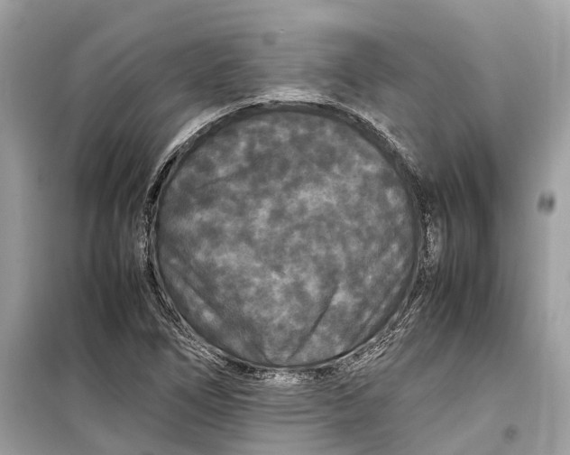 X0000099311266200805231355