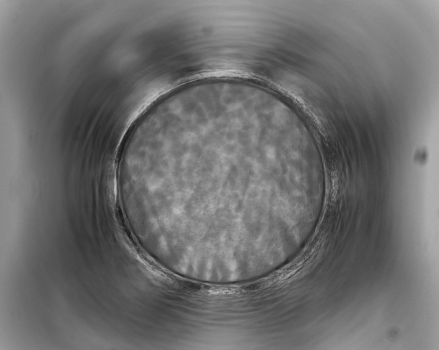 X0000099311274200805231355