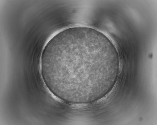 X0000099311294200805231355