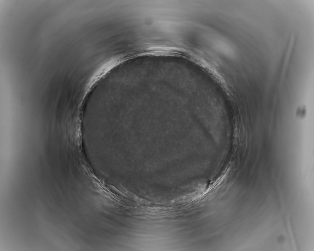 X0000099311362200805231354