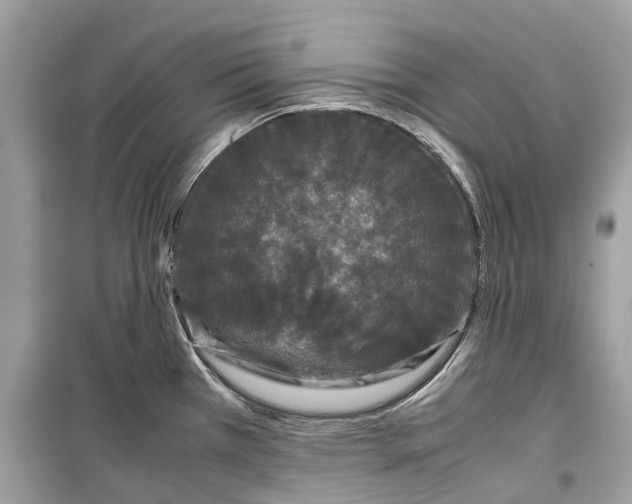 X0000099311385200805231354