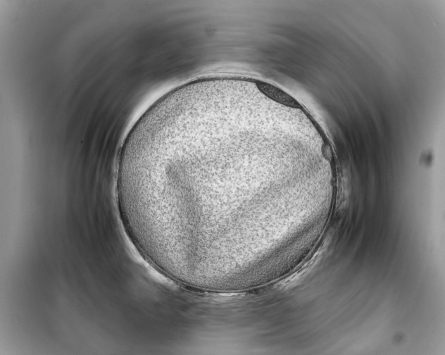 X0000099311390200805231354