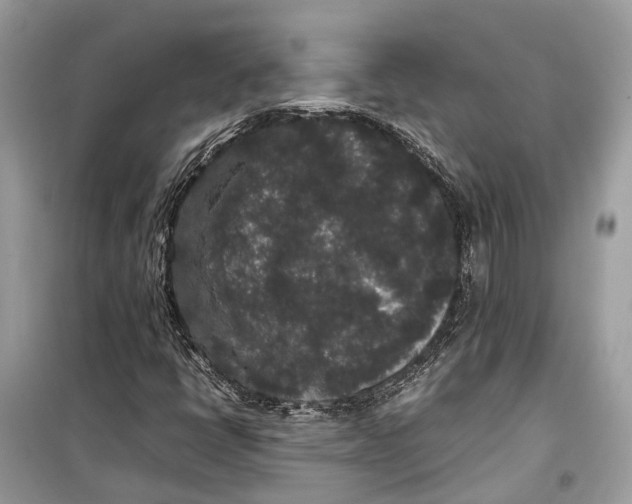 X0000099311398200805231353