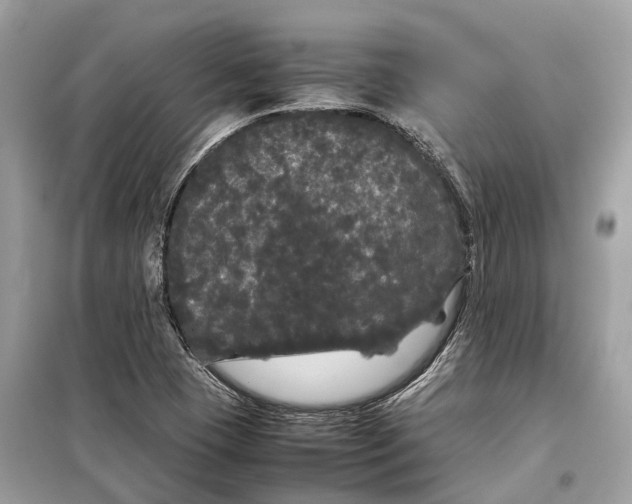 X0000099311409200805231353