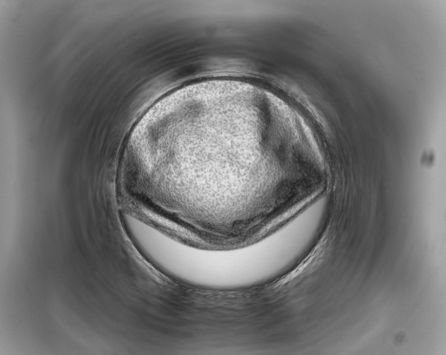 X0000099311417200805231353