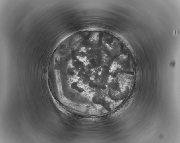 X0000099311425200805231353