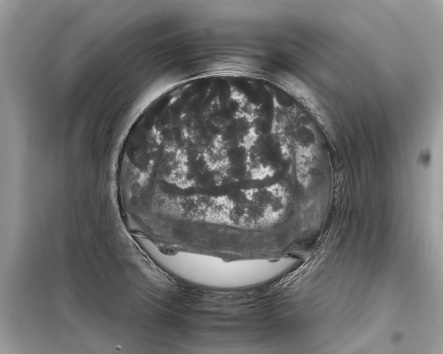 X0000099311427200805231354