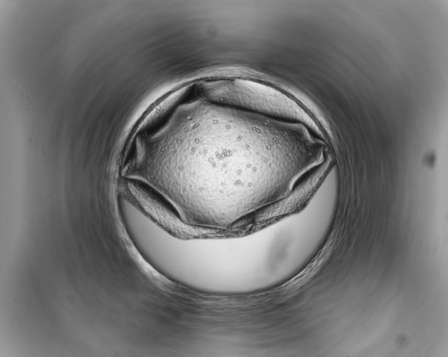 X0000099311438200805231354