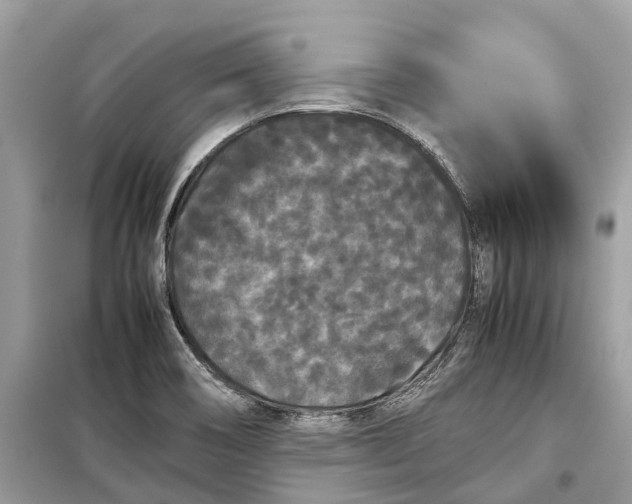 X0000099311466200805231353