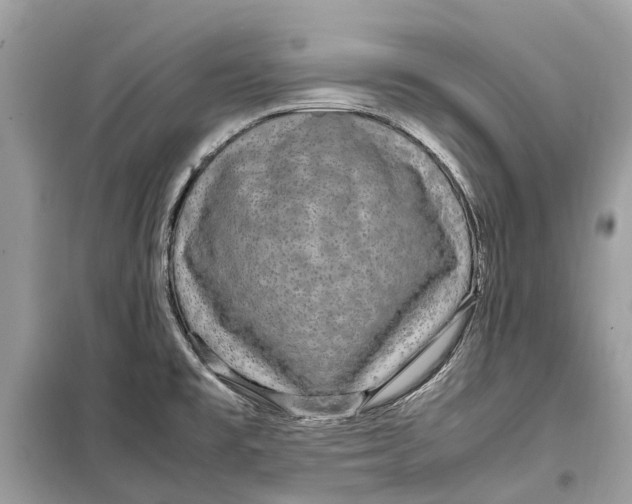 X0000099311477200805231353