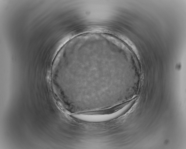 X0000099311481200805231353