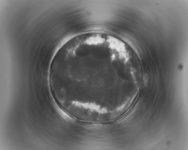 X0000099311482200805231352