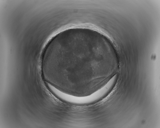 X0000099311506200805231352