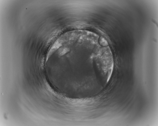 X0000099310018200805301204