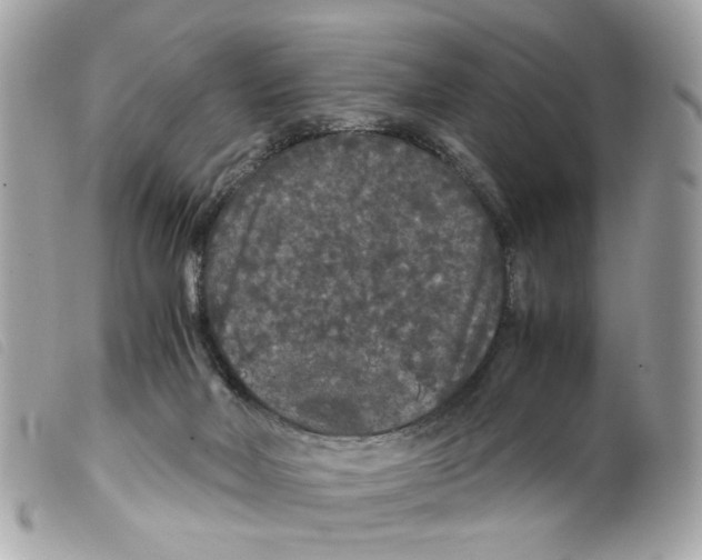 X0000099310026200805301204