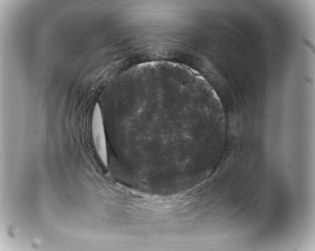 X0000099310029200805301204