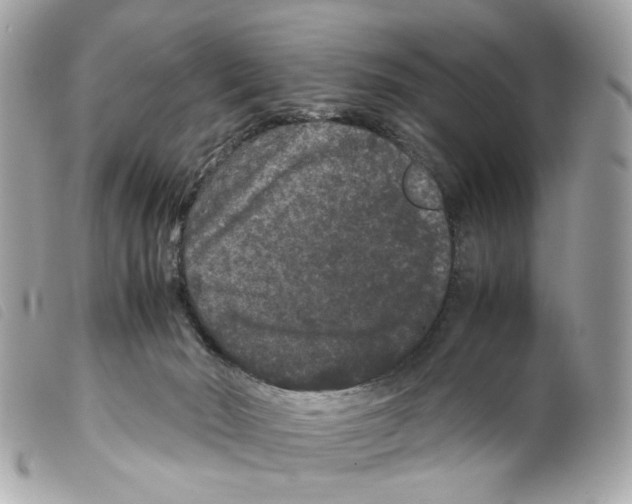X0000099310030200805301204