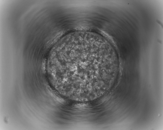 X0000099310065200805301203