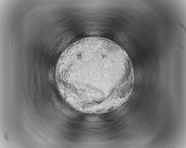 X0000099310175200805301202