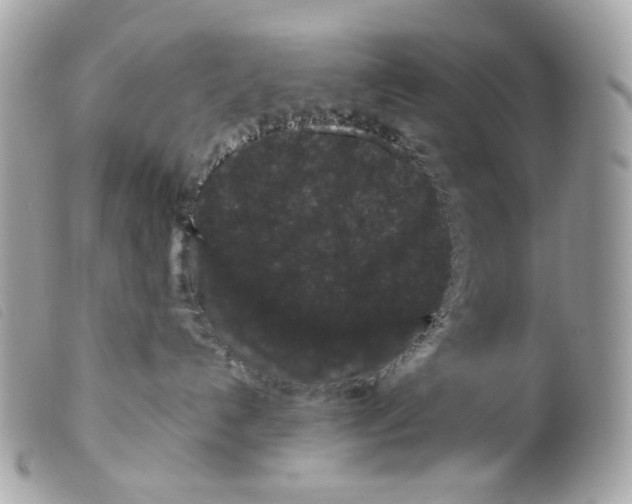 X0000099310192200805301202