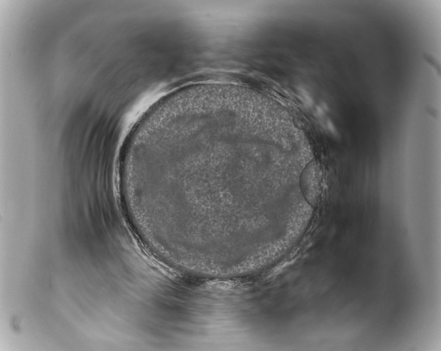 X0000099310294200805301200